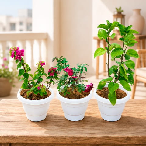 EverBloom Flowering Trio: Set of 3- Hibiscus Dwarf, Button Rose & Bougainvillea Dwarf (any color) in 8 inch White Classy Plastic Pot