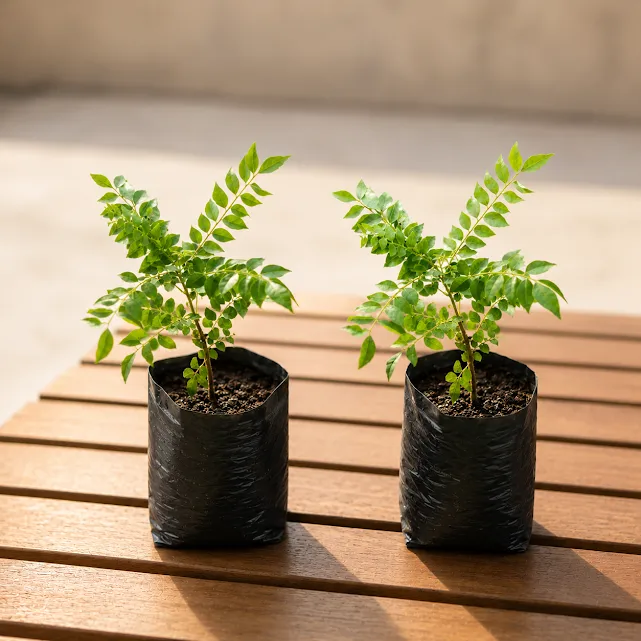 Set of 2 - Curry Patta in 3 Inch Nursery Bag | Kitchen Essential | Edible Herb