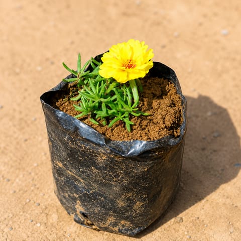 Portulaca Moss rose (any colour) in 4 Inch Nursery Bag
