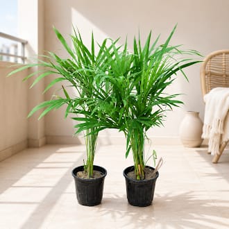 Fresh Space Duo - Set of 2 - Areca Palm (~ 1.5 Ft) in 6 Inch Nursery Pot | Instant Green Decor | Indoor Plants Combo