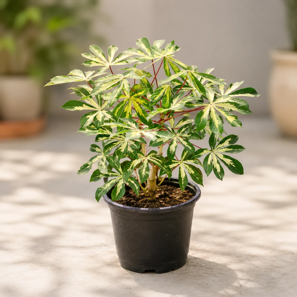 Tapioca / Cassava in 8 Inch Nursery Pot | Exotic Foliage Plant