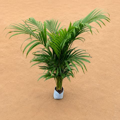 Areca (~ 3 Ft) in 6 Inch Nursery Bag
