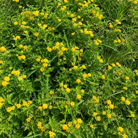 Lantana Yellow in 3 Inch Nursery Bag
