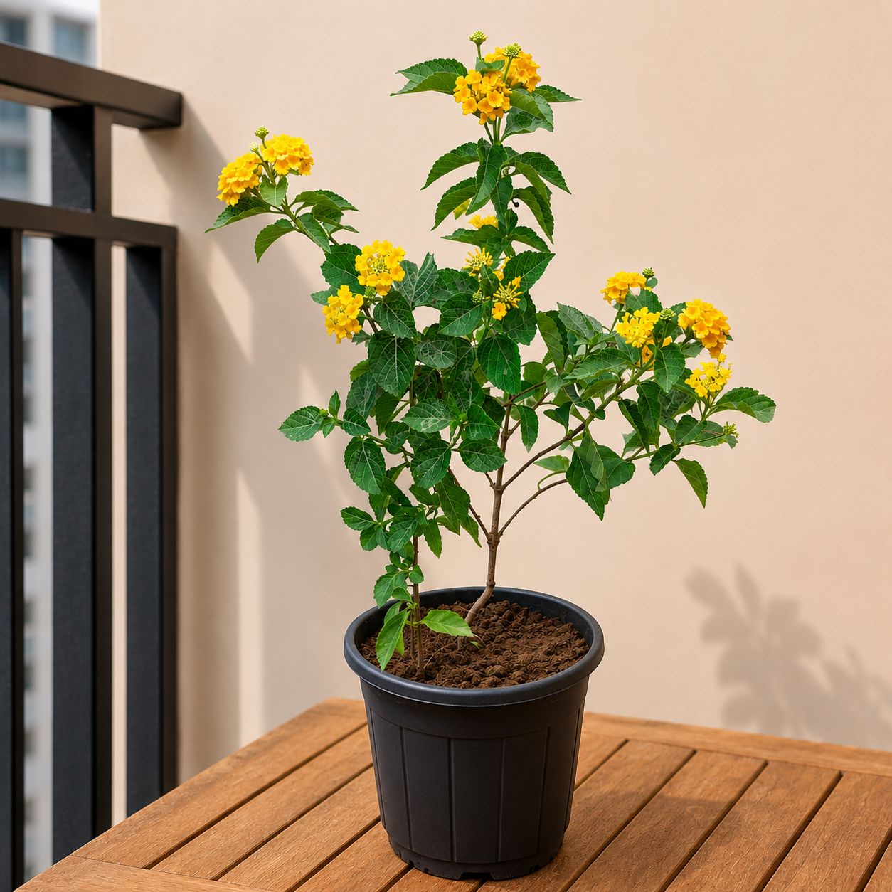 Lantana Yellow in 6 Inch Nursery Pot | Sunny Charm