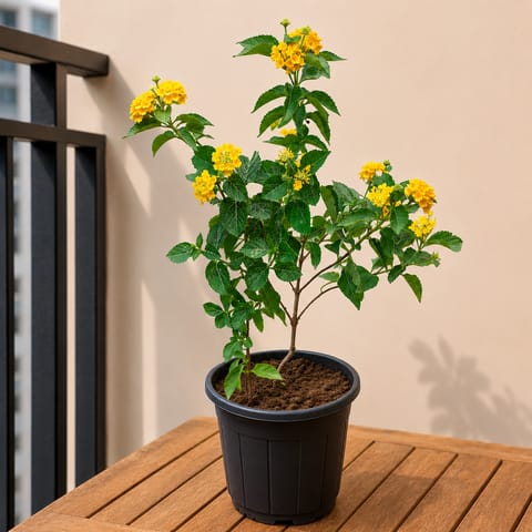 Lantana Yellow in 6 Inch Nursery Pot | Sunny Charm
