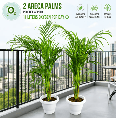 Air Purifier Set of 2 - Areca Palm  (2-2.5 Ft) in 10 Inch Classy White Plastic Pot