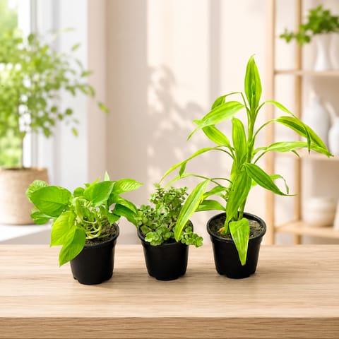 Lucky Home Trio - Set of 3 - Jade, Money Plant Green & Lucky Bamboo in 4 Inch Nursery Pot| Good Luck & Prospe