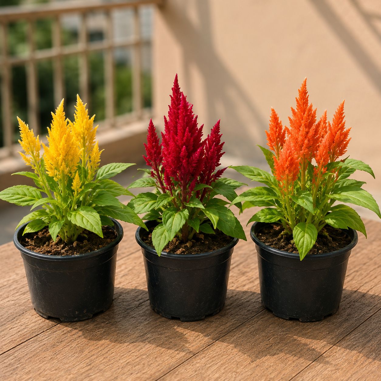 Balcony Blaze Trio - Set of 3 - Celosia ( Multicolor) Color Burst in 4 inch Nursery Pots