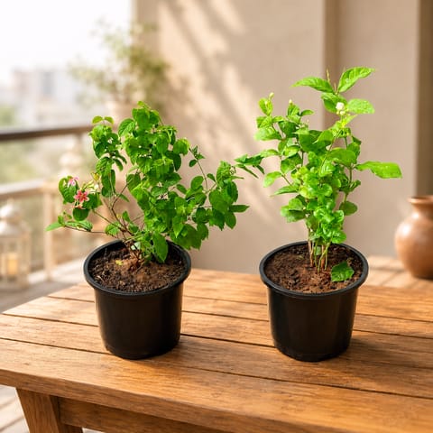 Fragrant Climber Duo - Madhumalti / Rangoon Creeper & Allamanda Creeper in 8 Inch Live Fresh Plant Nursery Pot in Sector 80 Noida