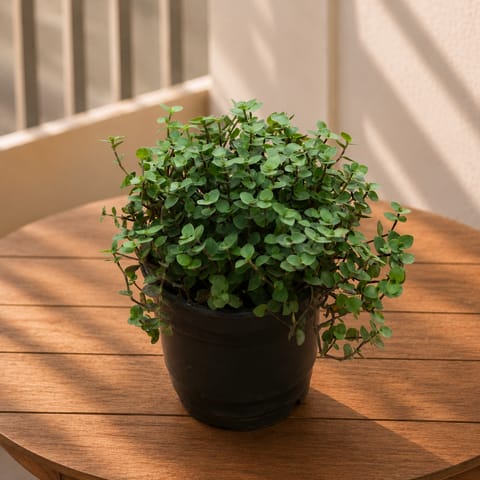 Turtle Vine Black in 4 Inch Nursery Pot