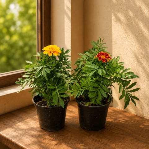 Marigold Bloom Duo - Set of 2  Marigold Plant (Yellow & Orange) in 4 Inch Nursery Pot
