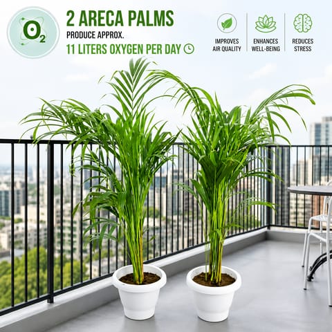 Indoor Plants Set of 2 - Areca Palm  (3-3.5 Ft) in 10 Inch Classy White Plastic Pot | Instant Green Decor
