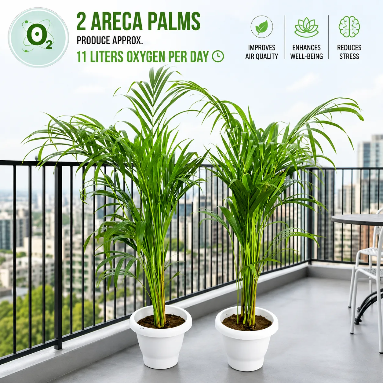 Indoor Plants Set of 2 - Areca Palm (3-3.5 Ft) in 10 Inch Classy White Plastic Pot | Instant Green Decor