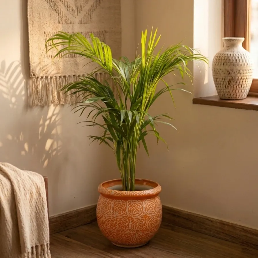 Areca Palm (~ 2 Ft) in 7 Inch Matki Designer Ceramic Pot