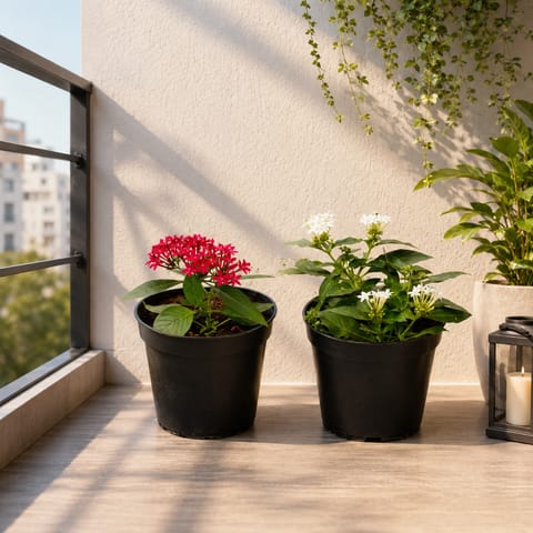 Set of 2 - Pentas (White & Red) in 5 Inch Nursery Pot