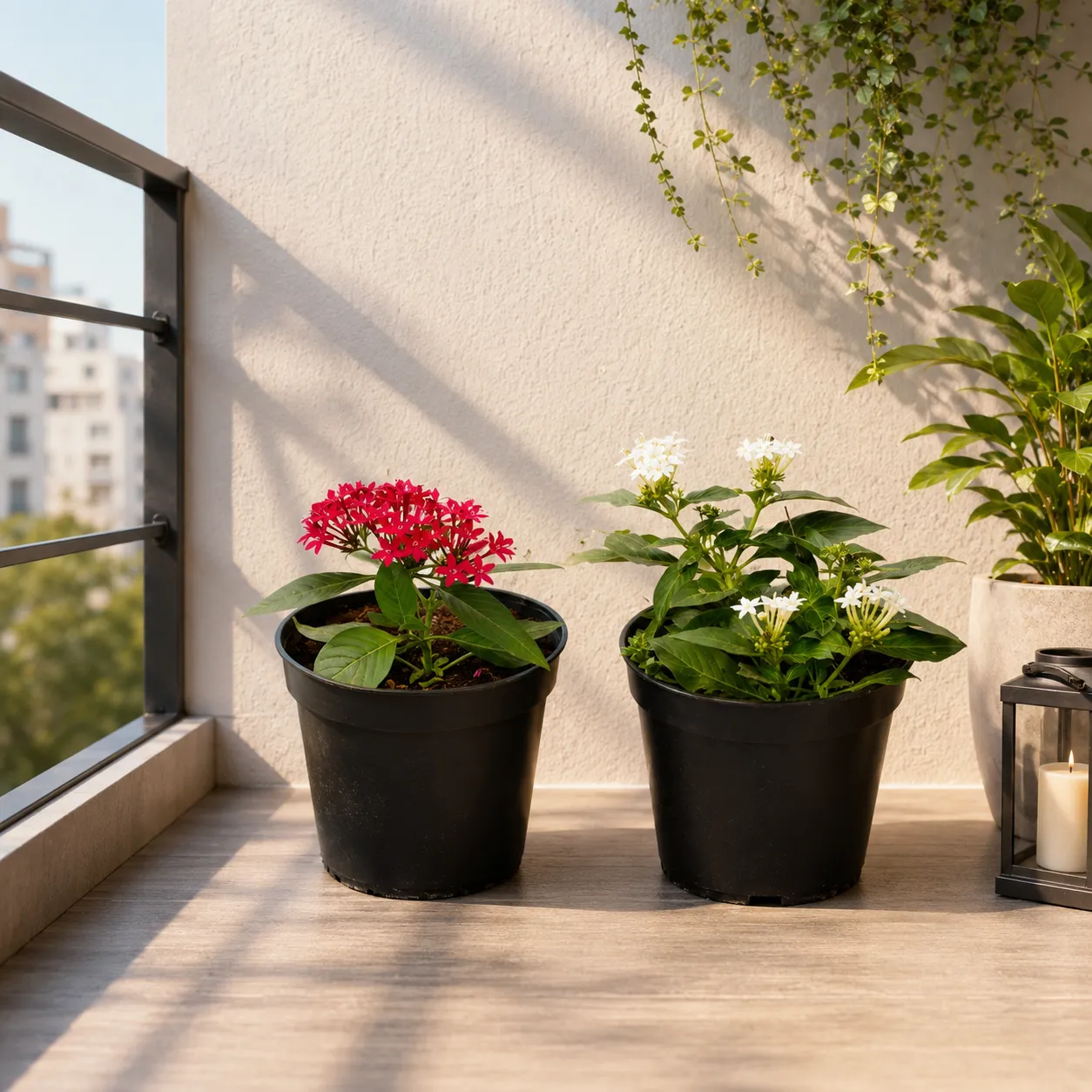 Set of 2 - Pentas (White & Red) in 5 Inch Nursery Pot