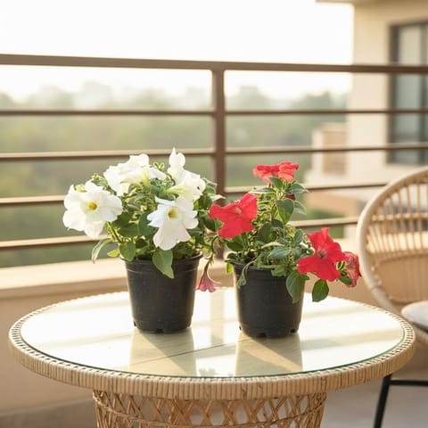 Set of 2 - Petunia Colourful in 4 Inch Live Fresh Plant Nursery Pot in Sector 152