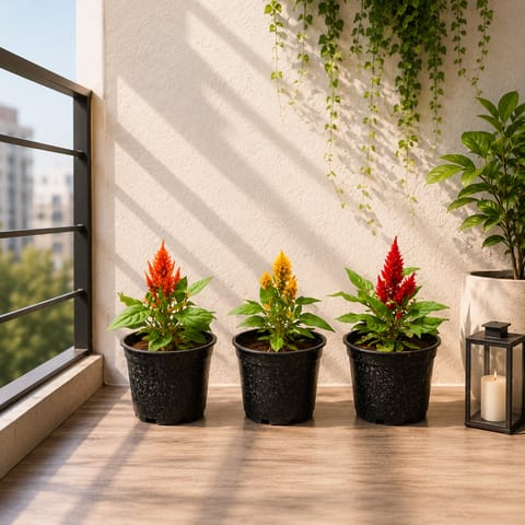Set Of 3 - Celosia (Yellow, Pink & Orange) in 4 Inch Nursery Pot