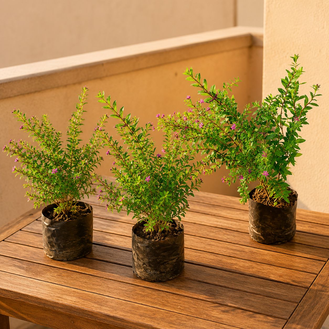 Summer Flowering: Set of 3- Cuphea / False Heather (any color) in 3 Inch Nursery Bag