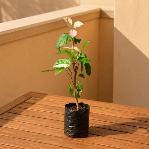 Hibiscus Vareigated in 4 Inch Nursery bag