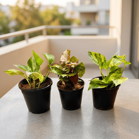 Set of 3 - Money Plant Marble, Syngonium Bronze & Money Plant Green in 4 Inch Live Fresh Plant Nursery Pot in Khar