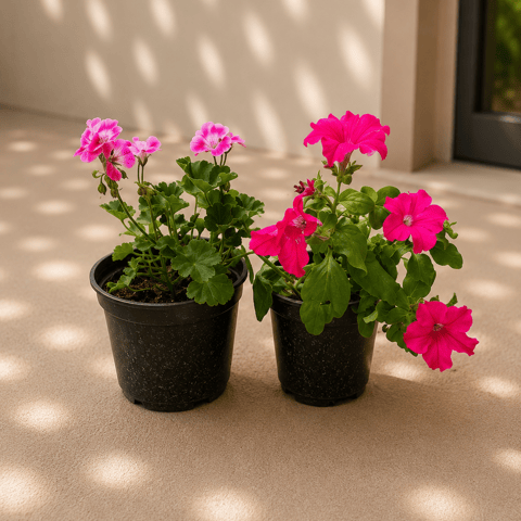 Set of 3 - Geranium (Pink), Petunia (Pink) & Syngonium Arrowhead in 4 Inch Live Fresh Plant Nursery Pot in Sector 152