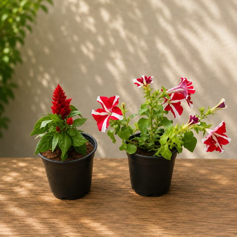 Set of 2 - Petunia & Celosia(Red) in 4 Inch Live Fresh Plant Nursery Pot in Sector 152