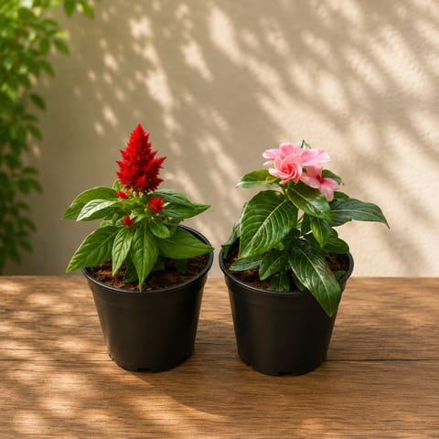 Set of 2 - Celosia (Red) & Periwinkle / Vinca / Sadabahar (Pink) in 4 Inch Live Fresh Plant Nursery Pot in Sector 2