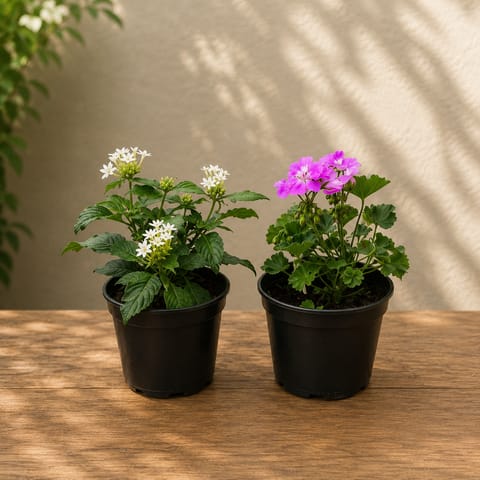 Set of 2 - Pentas (White) & Geranium (Pink) in 4 Inch Nursery Pot