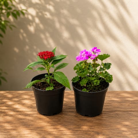 Set of 2 - Pentas (Red) & Geranium (Pink) 4 Inch Nursery Pot
