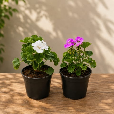 Set of 2 - Geranium (Pink & White) in 4 Inch Nursery Pot
