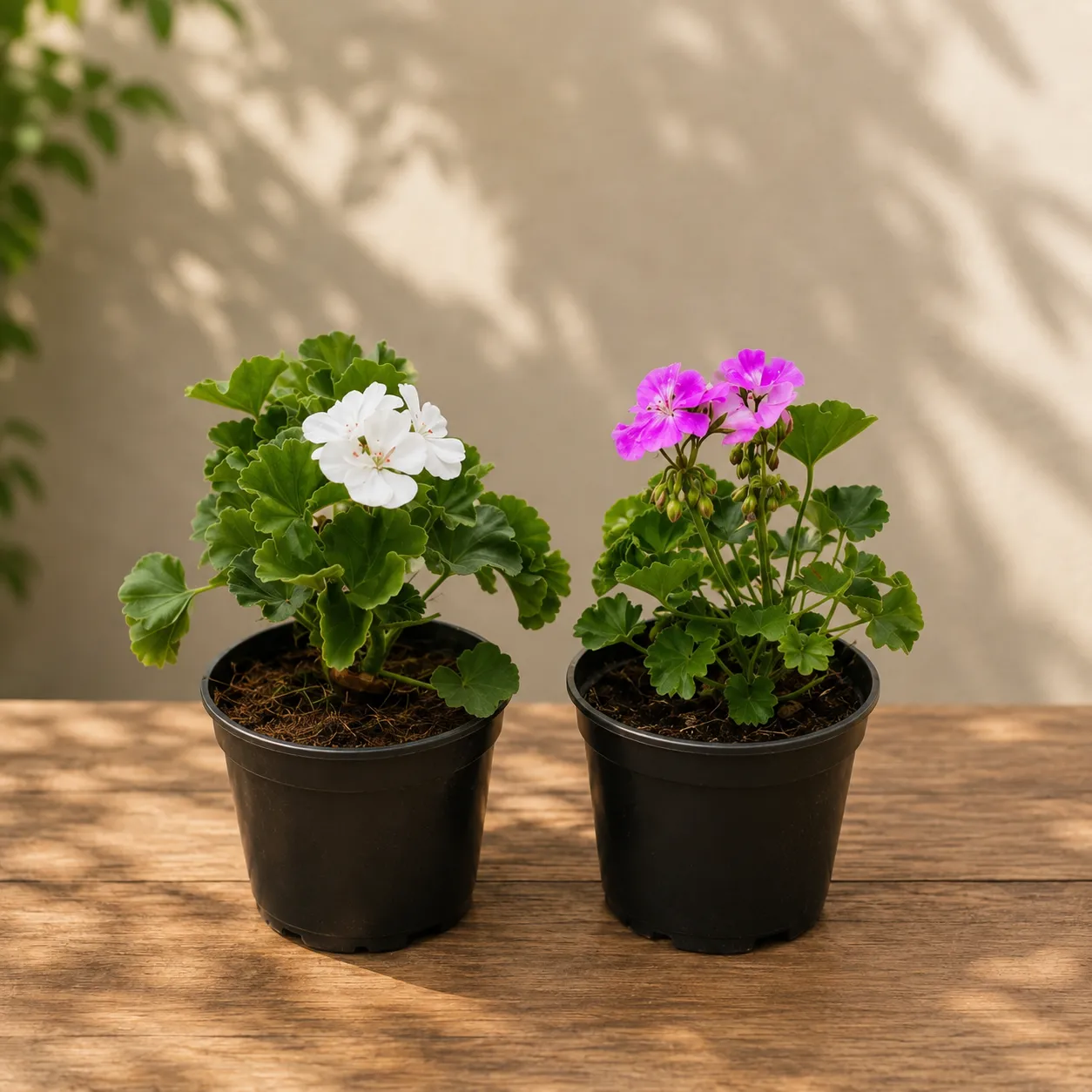 Set of 2 - Geranium (Pink & White) in 4 Inch Nursery Pot