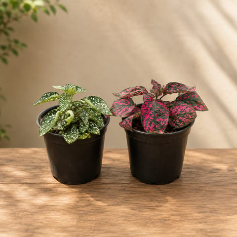 Set of 2 - Hypoestes Multicolor in 4 Inch Nursery Pot