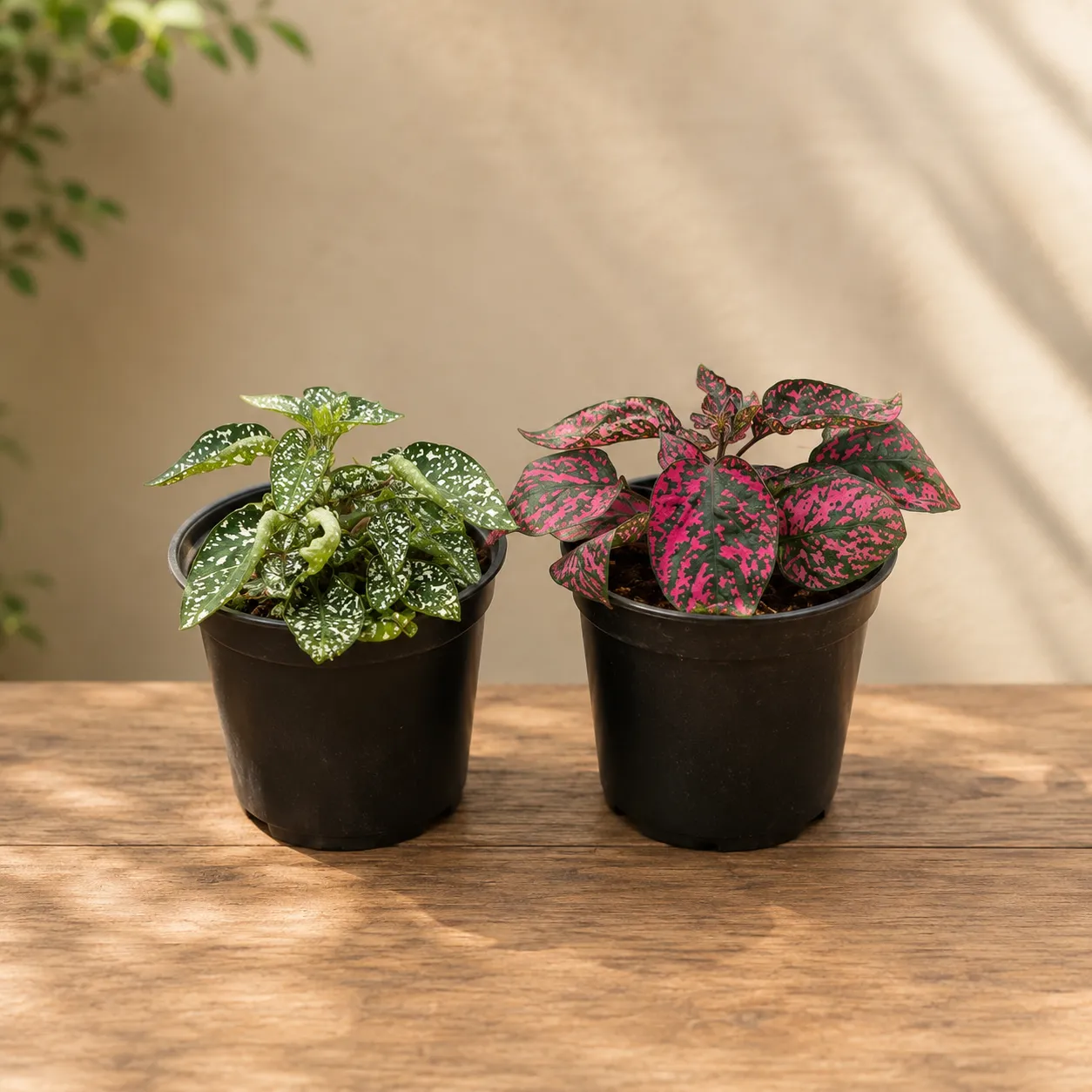 Set of 2 - Hypoestes Multicolor in 4 Inch Nursery Pot