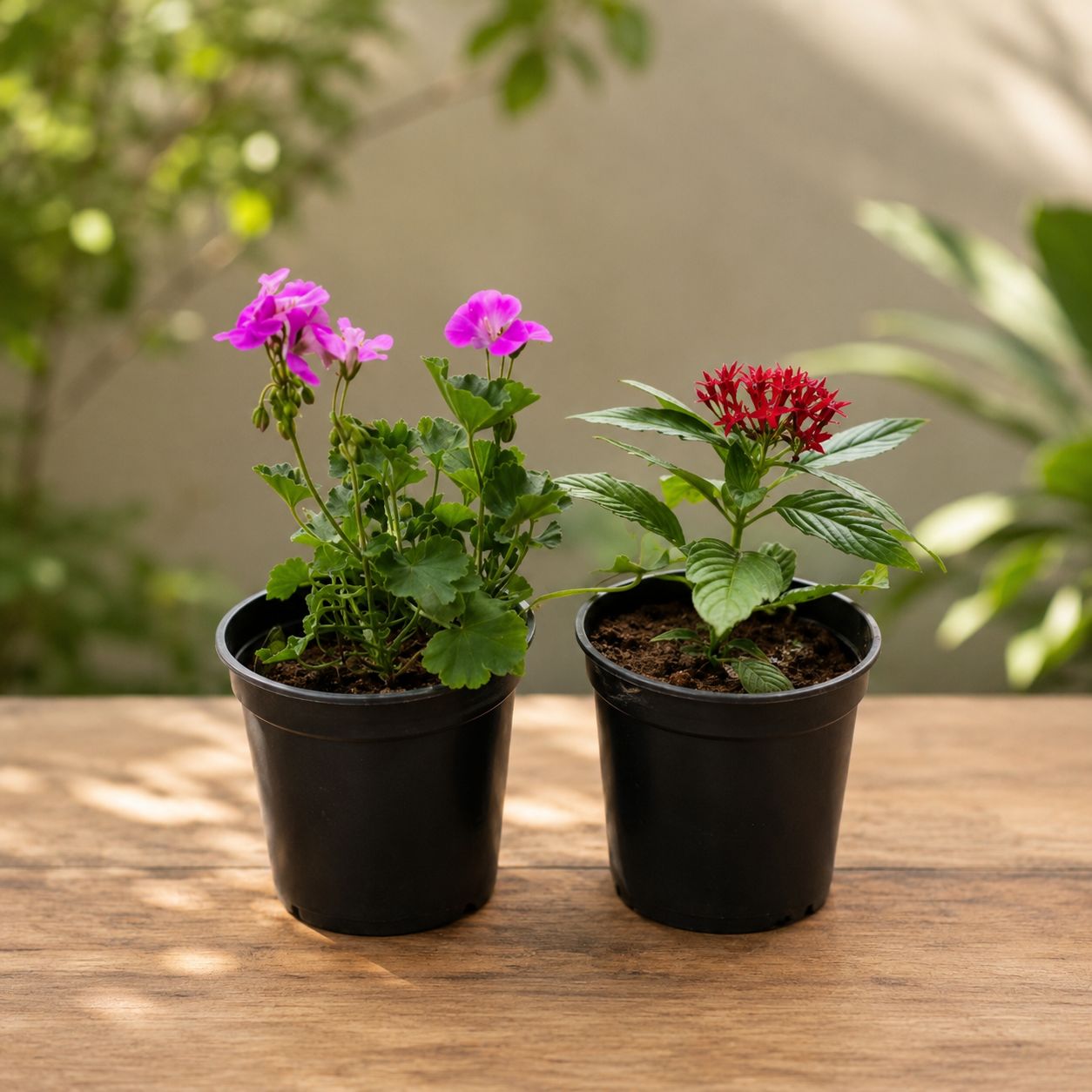 Set of 2 - Geranium (pink) & Pentas (Red) in 4 Inch Nursery Pot