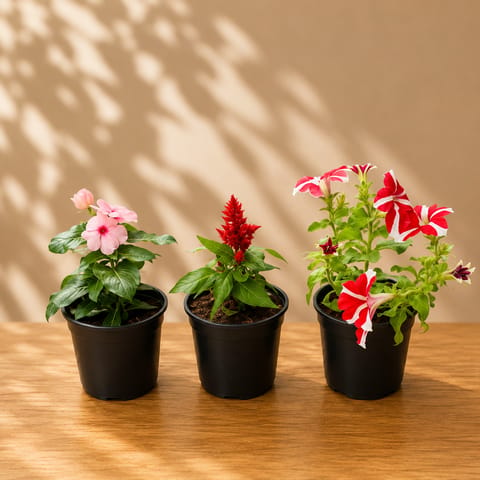 Set of 3 - Petunia (Red), Celosia (Red) & Periwinkle / Vinca / Sadabahar (Pink) in 4 Inch Live Fresh Plant Nursery Pot in Sector 152