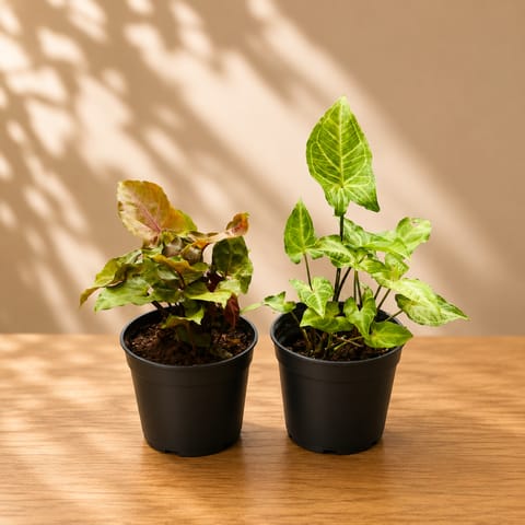 Set of 2 - Syngonium Arrowhead & Syngonium Bronze in 4 Inch Live Fresh Plant Nursery Pot in Rohini Sector 34