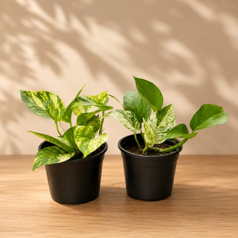 Set of 2 - Money Plant Marble & Money Plant Green in 4 Inch Nursery Pot