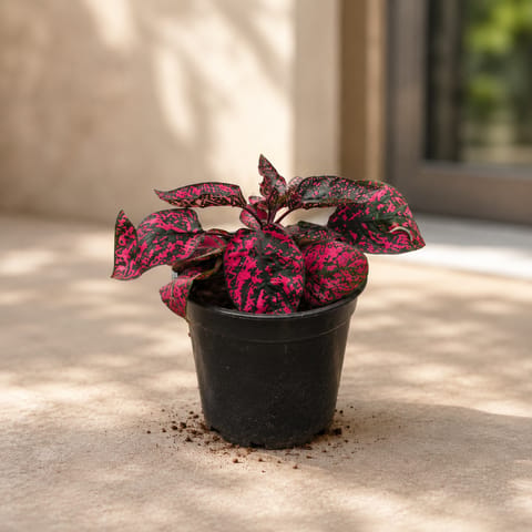 Hypoestes / Polka Dot Variegated Pink in 4 Inch Nursery Pot