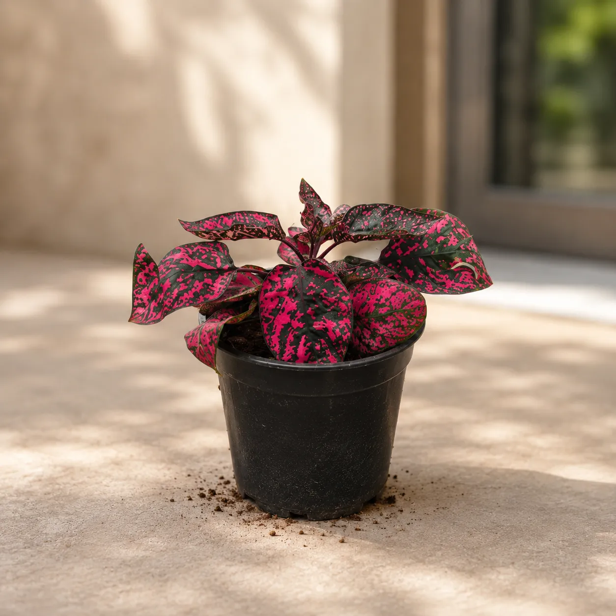Hypoestes / Polka Dot Variegated Pink in 4 Inch Nursery Pot