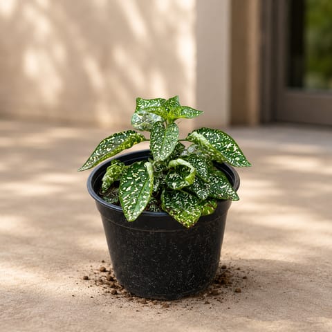 Hypoestes / Polka Dot Variegated white in 4 Inch Nursery Pot