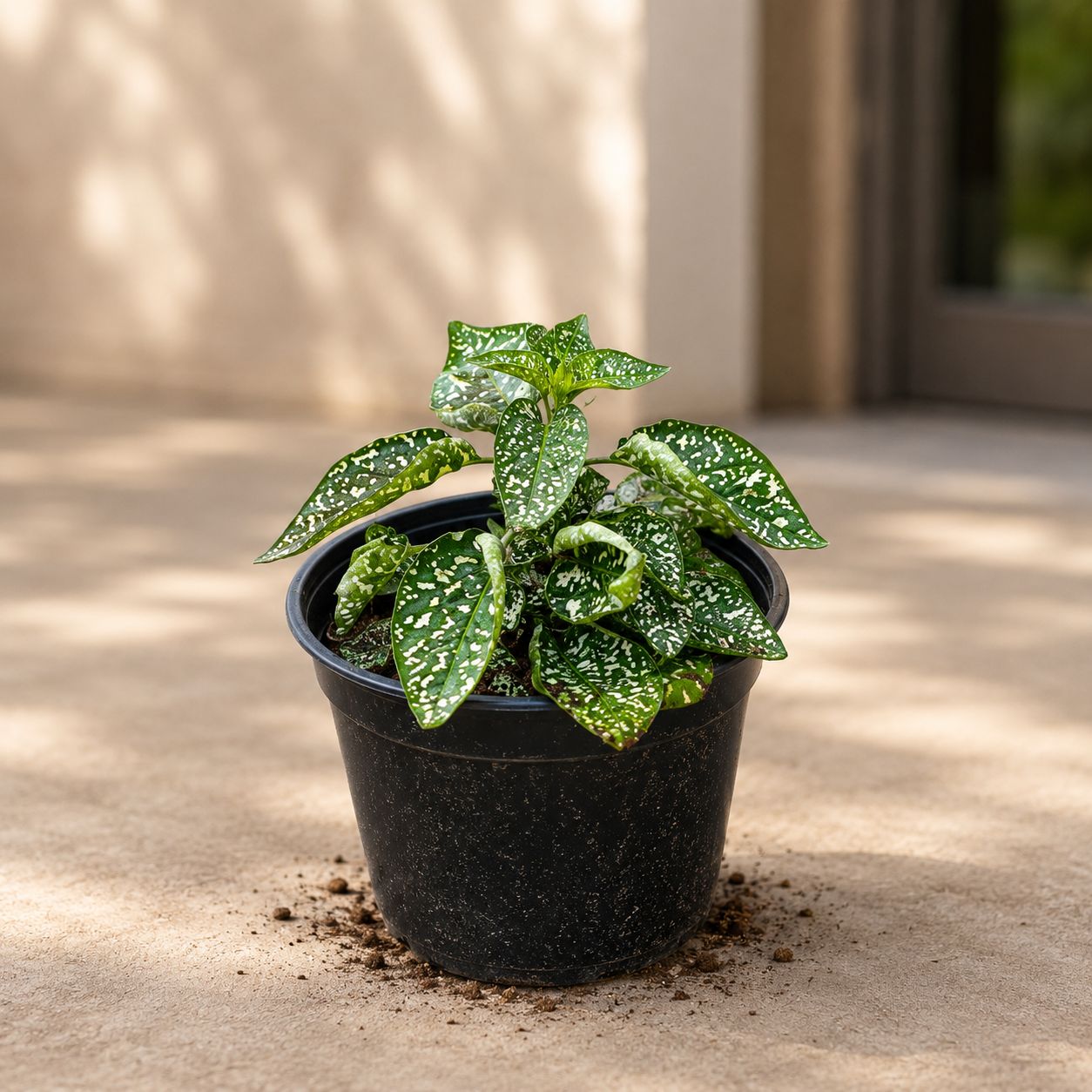 Hypoestes / Polka Dot Variegated white in 4 Inch Nursery Pot