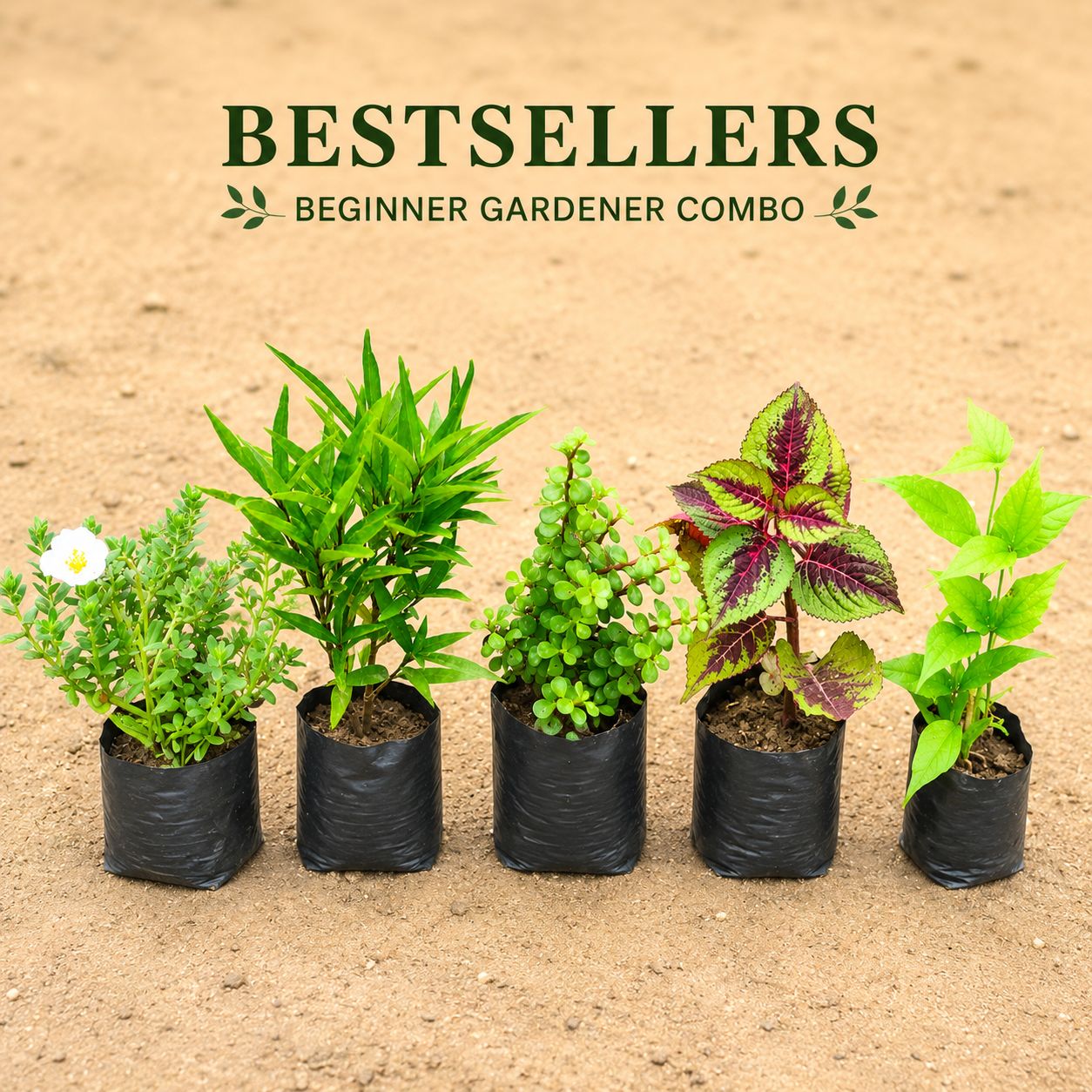 Bestseller Combo- Set of 5 - Kulfa, Sukh Shanti, Jade, Coleus & Harsingar/ Parijaat in 4 inch Nursery Bag | Beginner Gardener | Easy Care