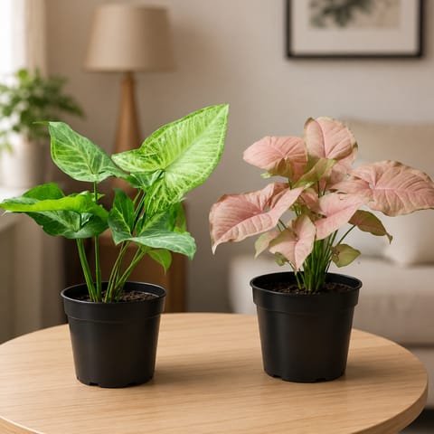 Syngonium Duo - White & Pink Arrowhead Plants in 4 Inch Live Fresh Plant Nursery Pots | Twice Beauty, One Combo in Dwarka Sector 11