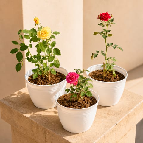 Roseful Steal - Set of 3 - Roses (Multicolour) in 08 Inch White Marble Premium Milo Round Plastic Pot