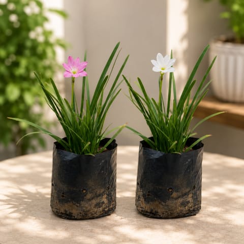 Set Of 2 - Rain Lily (Any Colour) in 3 Inch Nursery Bag