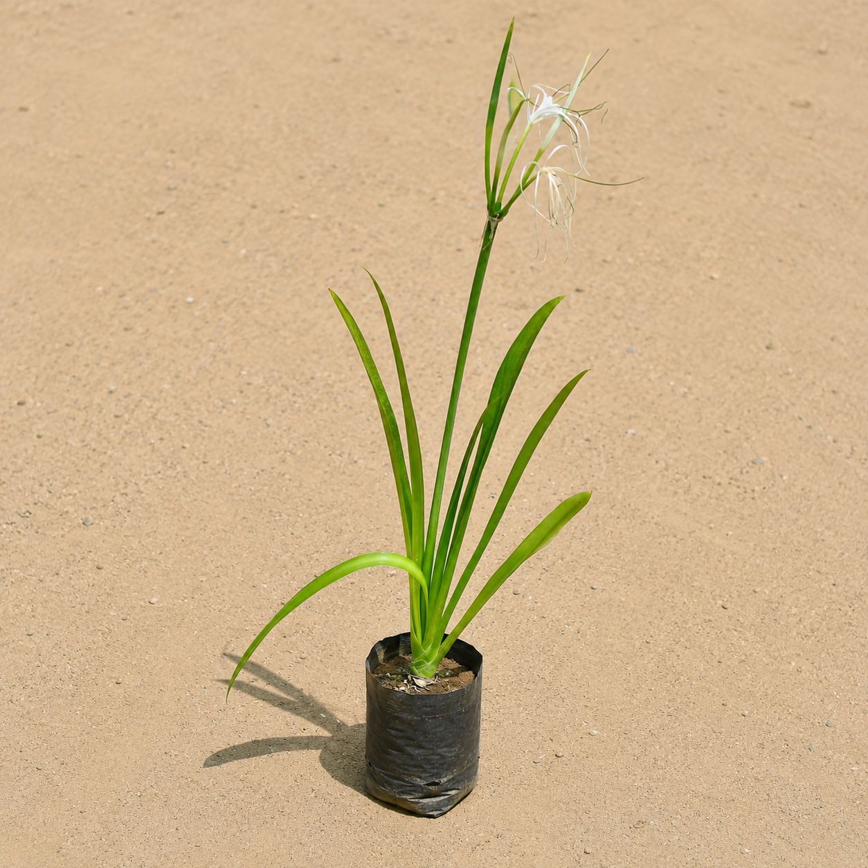 Spider Lily in 3 Inch Nursery Bag