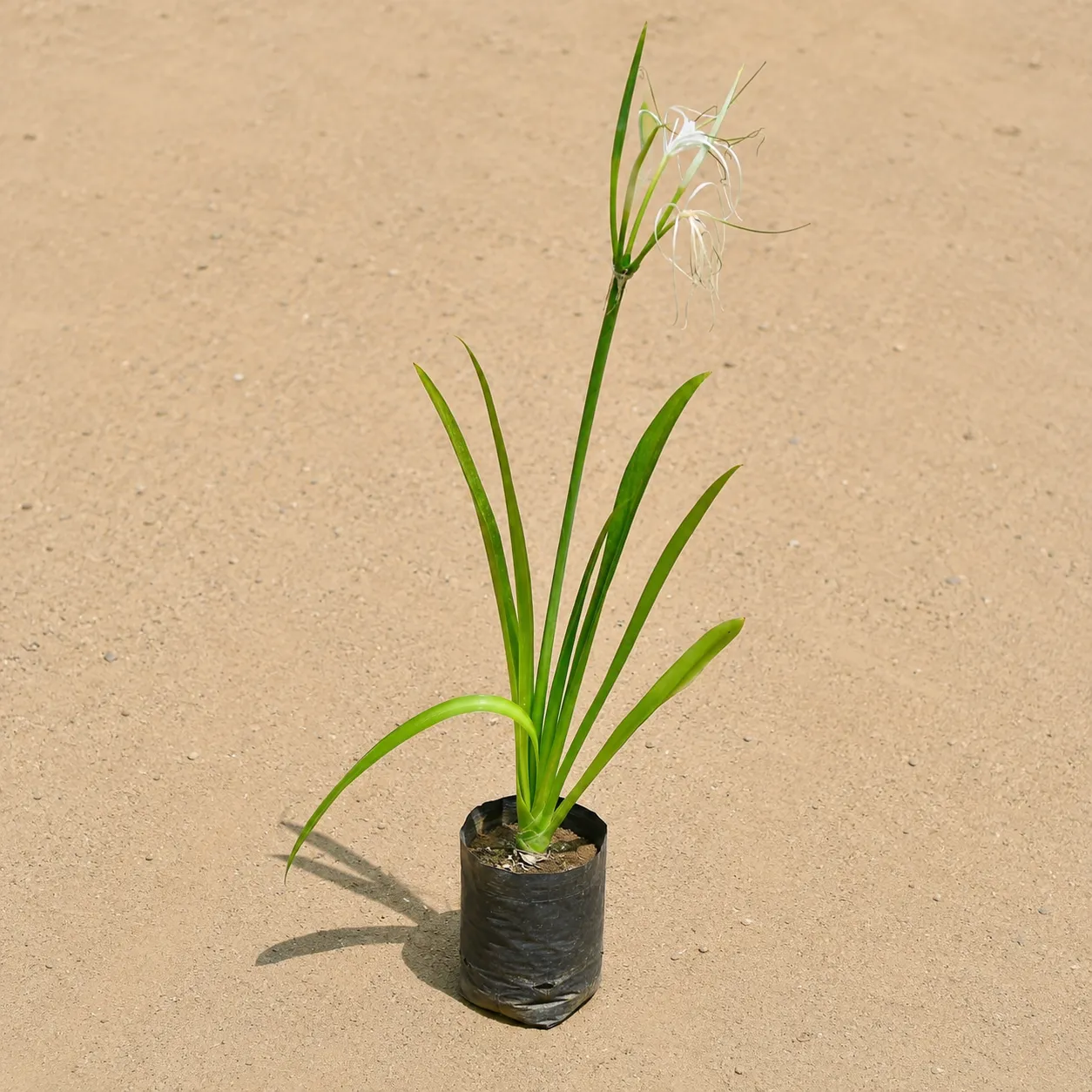 Spider Lily in 3 Inch Nursery Bag