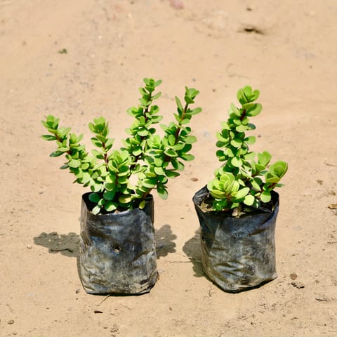 Set of 2 - Jade in 3 Inch Nursery Bag