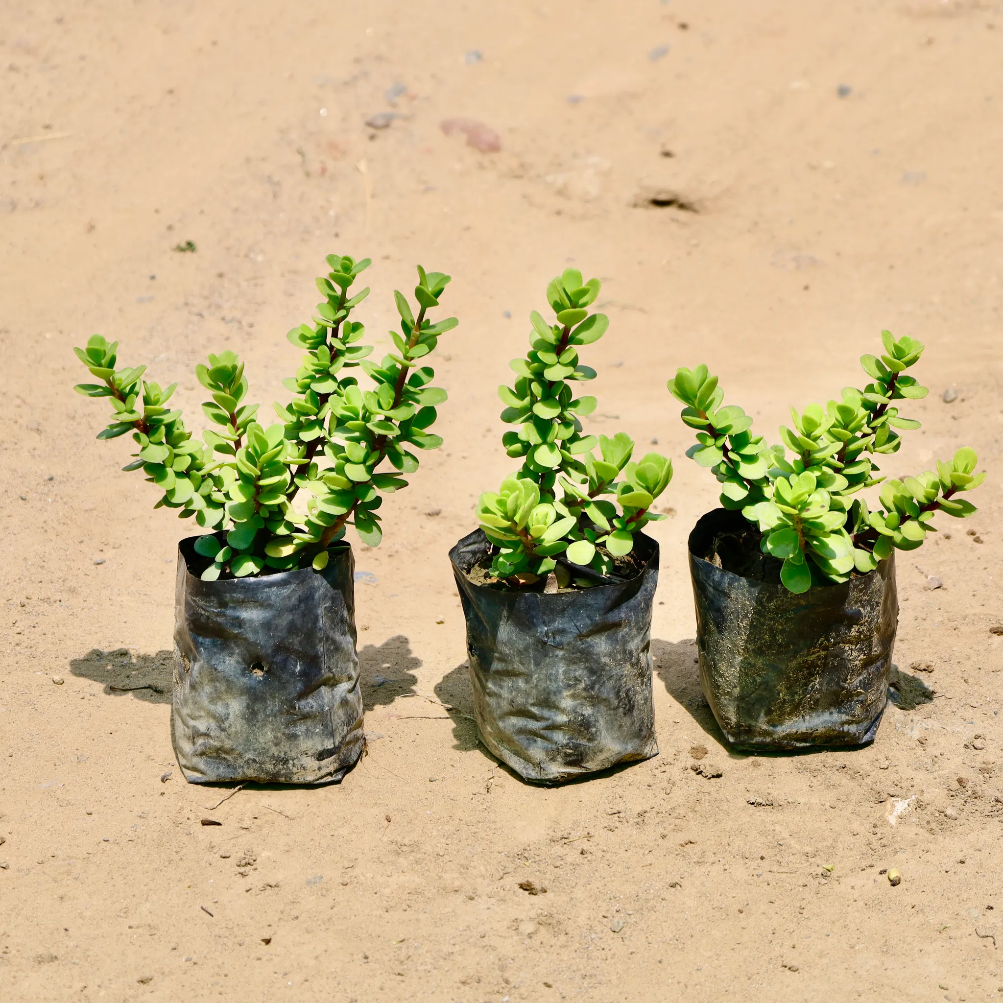 Set of 3 - Jade in 3 Inch Nursery Bag